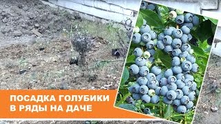 Посадка голубики в ряды на даче