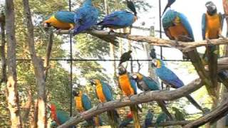 BANGKOK SAFARI WORLD -FULL DAY TOUR- ORIGINAL VIDEO only for 900/- Thb Per