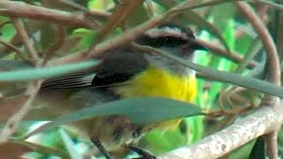 ② Bananaquit Coereba flaveola Platanero Mielero Zuckervogel
