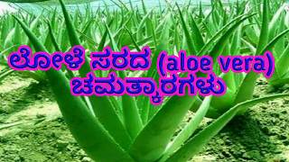 aloe vera health benifits,aloe vera use in kannada,lole sara upayogagalu,benefits eating alove