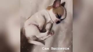ПРИКОЛЫ В ТИК ТОК ? ЖИВОТНЫЕ ИЗ ТИК ТОК ? Топ Tik Tok