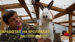 КАКОЙ ЗАРАБОТОК С ОДНОГО КРОЛИКА.Кролики крольчата россия