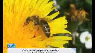 Cele două plante care te scapă de colesterol și detoxifică sângele