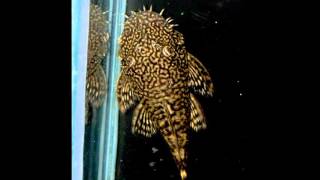 Breeding Project:  Ancistrus claro