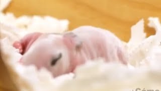 KUNIĆI - Kunići i gnijezdo