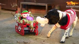 Merry Christmas from Equilibrium Products