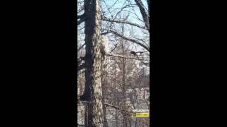 Нападение на сову в Кемерове