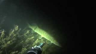 Подводная охота Челябинск.spearfishing 26.10.2015