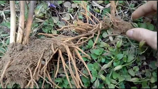 Đây rồi...! Loại sâm để ngâm rượu - ít người biết đến. Cây sâm rừng - các loại sâm rừng