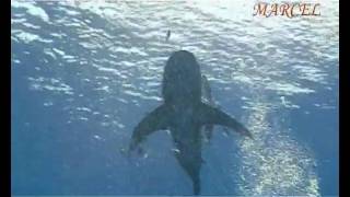Акулы Красного моря Longimanus