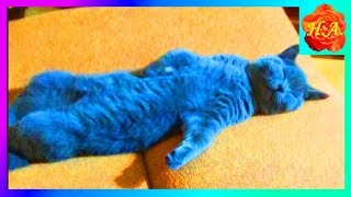 Как кот Шерлок любит спать  Смешные животные??