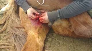 Castrating a Horse in Mongolia