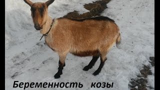 Беременность козы 2,5 месяца
