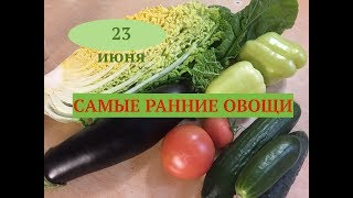 Самые крупные сорта жимолости. Идеальные огурцы. Супер подкормки. Дачные сезоны 23.06.18.
