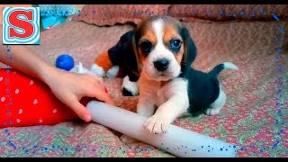 Мечта сбылась Щенок бигля Подарок на день рождения Сони