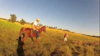 Northern California Brittany Club Field Trial (2012)