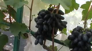 Сорт винограда "Первенец ранний" - сезон 2019 # Grape sort "Pervenec rannij"