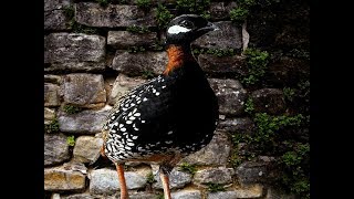 Kala Teetar  (Black Francolins) Amazing Voice || World-Amazing Black Francolin sounds