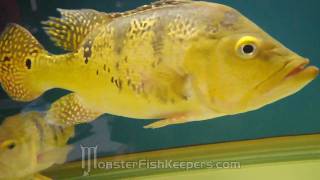 Taiwan 2010 : Cichla Kelberi Bahia Peacockbass: The Parent : 巴西亞金三間 : HD Quality