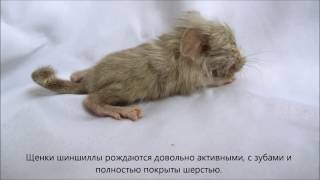 Уход за новорожденными шиншиллами