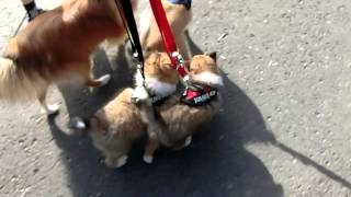 VDH Shelties vom Ponyhügel F Wurf an der Leine Tag 54 Woche 8