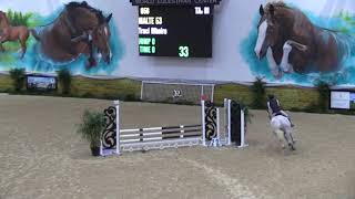 Video of Malte 53 ridden by Traci Ribeiro from ShowNet!