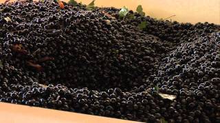 Grapes to Wine: The Process 12-06-11