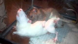 Rats mating