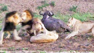 BUFFALO ESCAPES AS LIONS TRY TO CHASE & KILL IT