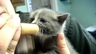 Обед котенка  Приколы