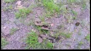 Коп в лесу.Страшная находка.Коп2015.Поиск сокровищ с Minelab Safari/