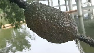 뉴스타파 - [뉴스타파, 4대강을 가다 2] 큰빗이끼벌레, 물억새, 그리고 맹꽁이(2015.7.21)
