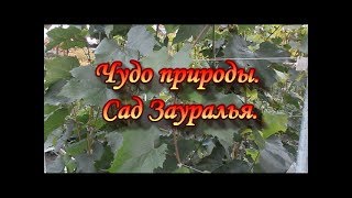 Виноград.Чудо природы!Сад Зауралья!