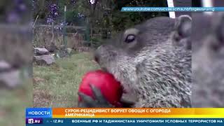 Дерзкий сурок, воровавший овощи у американца, стал звездой Сети