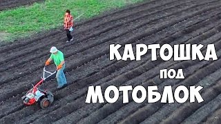 ПОСАДКА КАРТОФЕЛЯ под  МОТОБЛОК - ПОДРОБНОСТИ ПОСАДКИ