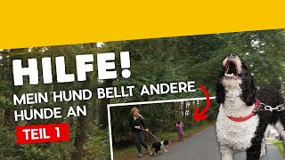 Hundebegegnungen Teil 1: Hilfe, mein Hund bellt andere Hunde an! [Training #15] (2019)