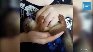 Житель Одинцово спас талантливого бельчонка от стаи ворон