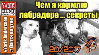 Чем я кормлю лабрадора Джесси ? Секреты расскажу.....