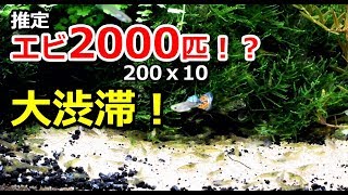 エビ爆発的に増えた！そして巨大化したタイガーロータスレッド【メイン水槽】