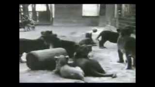 Gay's Lion Farm -- El Monte, CA  1930