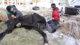 Nike Gelded first Laurie Vet videos by Andrea Lawrence 014