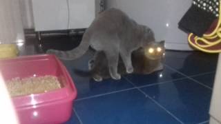 Вязка шотландский кот