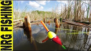 Ловля КРУПНОГО КАРАСЯ на диком заброшенном водоёме | Рыбалка на карася