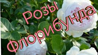 Розы Флорибунда.Топ 10 сортов.?Лето 2019 г.