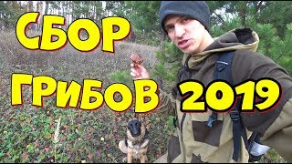 СБОР ГРИБОВ в октябре 2019  Набрал 2 ведра грибов!