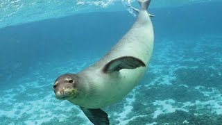 Mundo marino - Espectaculo de focas-show de focas - la foca