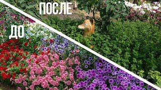 Спасаем петунии!!! Обрезка, стрижка,подкормка!!!Продлеваем цветение, пышность клумб!!!
