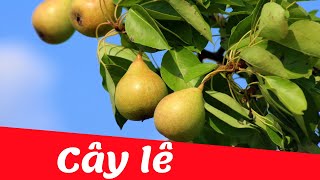 Dạy bé học nhận biết cây ăn quả tiếng việt | cây lê | Dạy trẻ thông minh sớm