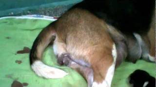 Parto Beagle