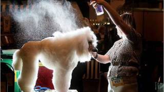 Show Dogs! (in HD)